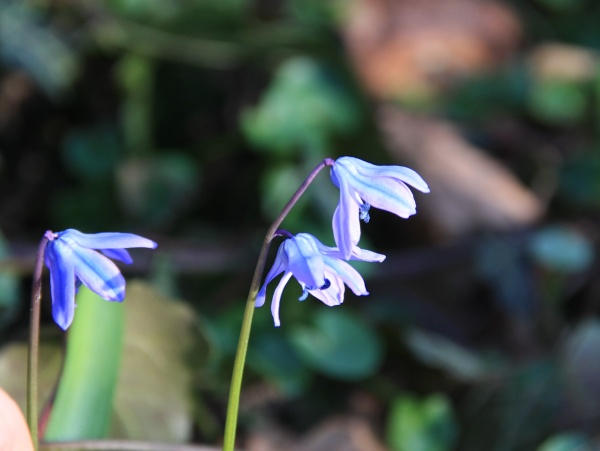 Fruehling 2009   011.jpg